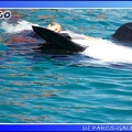 Marineland - Orques - Spectacle - 15h00 - 0141