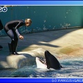 Marineland - Orques - Spectacle - 15h00 - 0146