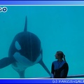 Marineland - Orques - Spectacle - 15h00 - 0149