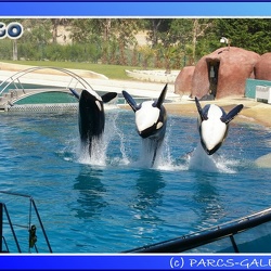 Marineland - Orques - Spectacle - 15h00
