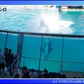 Marineland - Orques - Spectacle - 15h00 - 0165