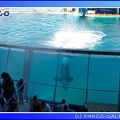 Marineland - Orques - Spectacle - 15h00 - 0166
