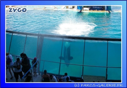 Marineland - Orques - Spectacle - 15h00 - 0166