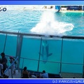 Marineland - Orques - Spectacle - 15h00 - 0167