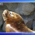 Marineland - Otaries - Patagonie - 0278