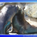 Marineland - Otaries - Patagonie - 0281