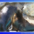 Marineland - Otaries - Patagonie - 0282