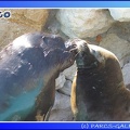 Marineland - Otaries - Patagonie - 0285