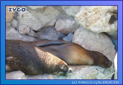 Marineland - Otaries - Portraits - 0428