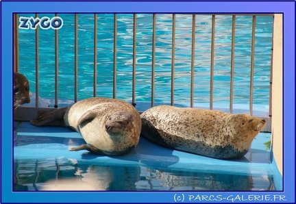 Marineland - Phoques - Portraits - 0439