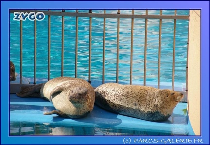 Marineland - Phoques - Portraits - 0440