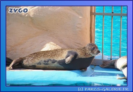 Marineland - Phoques - Portraits - 0441