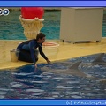 Marineland - Dauphins - Spectacle 17h45 - 0666