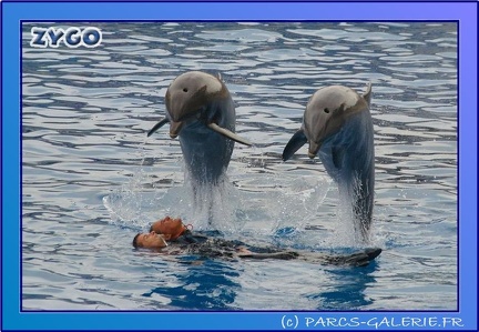 Marineland - Dauphins - Spectacle 17h45 - 0669
