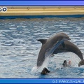 Marineland - Dauphins - Spectacle 17h45 - 0671
