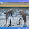 Marineland - Dauphins - Spectacle 17h45 - 0672