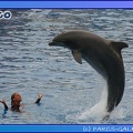 Marineland - Dauphins - Spectacle 17h45 - 0676