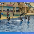 Marineland - Dauphins - Spectacle 17h45 - 0677
