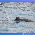 Marineland - Dauphins - Spectacle 17h45 - 0682