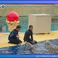 Marineland - Dauphins - Spectacle 17h45 - 0685