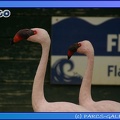 Marineland_-_Flamants_-_0744.jpg