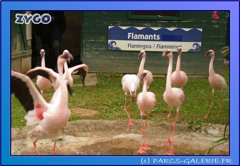 Marineland_-_Flamants_-_0745.jpg