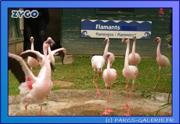 Marineland - Flamants - 0745