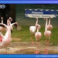 Marineland_-_Flamants_-_0745.jpg