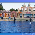 Marineland - Dauphins - Spectacle 17h45 - 0843