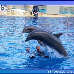 Marineland - Dauphins - Spectacle 17h45