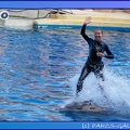 Marineland - Dauphins - Spectacle 17h45 - 0853