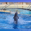 Marineland - Dauphins - Spectacle 17h45 - 0855