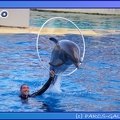 Marineland - Dauphins - Spectacle 17h45 - 0856
