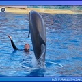 Marineland - Dauphins - Spectacle 17h45 - 0857