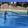 Marineland - Dauphins - Spectacle 17h45 - 0858