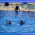 Marineland - Dauphins - Spectacle 17h45 - 0861