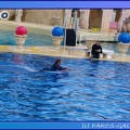 Marineland - Dauphins - Spectacle 17h45 - 0862