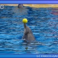 Marineland - Dauphins - Spectacle 17h45 - 0864