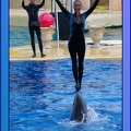 Marineland - Dauphins - Spectacle 17h45 - 0866