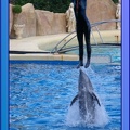 Marineland - Dauphins - Spectacle 17h45 - 0867