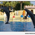 Marineland - Dauphins - Spectacle - 17h45 - 1033