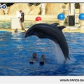 Marineland - Dauphins - Spectacle - 17h45 - 1048