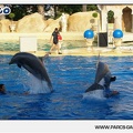 Marineland - Dauphins - Spectacle - 17h45 - 1049