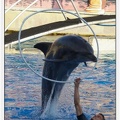 Marineland - Dauphins - Spectacle - 17h45 - 1055