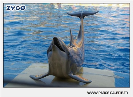 Marineland - Dauphins - Spectacle - 17h45 - 1065