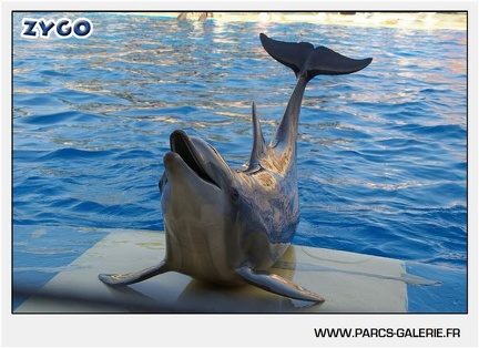 Marineland - Dauphins - Spectacle - 17h45 - 1066