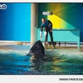 Marineland - Orques - Spectacle - 18h30 - 1148
