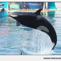 Marineland - Orques - Spectacle - 18h30 - 1149