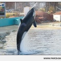 Marineland - Orques - Spectacle - 18h30 - 1150