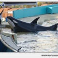 Marineland - Orques - Spectacle - 18h30 - 1151